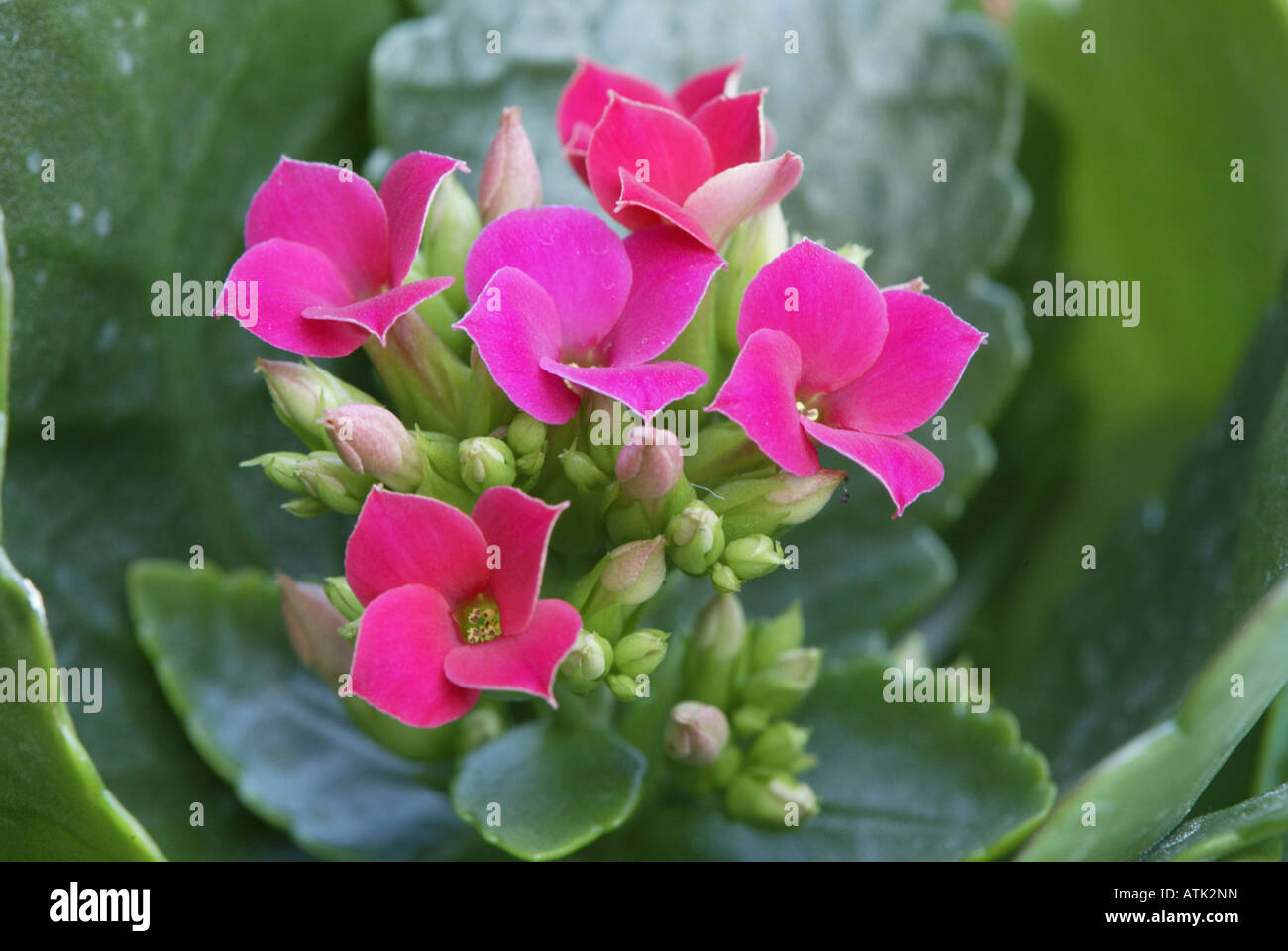 Kalanchoe Foto de stock