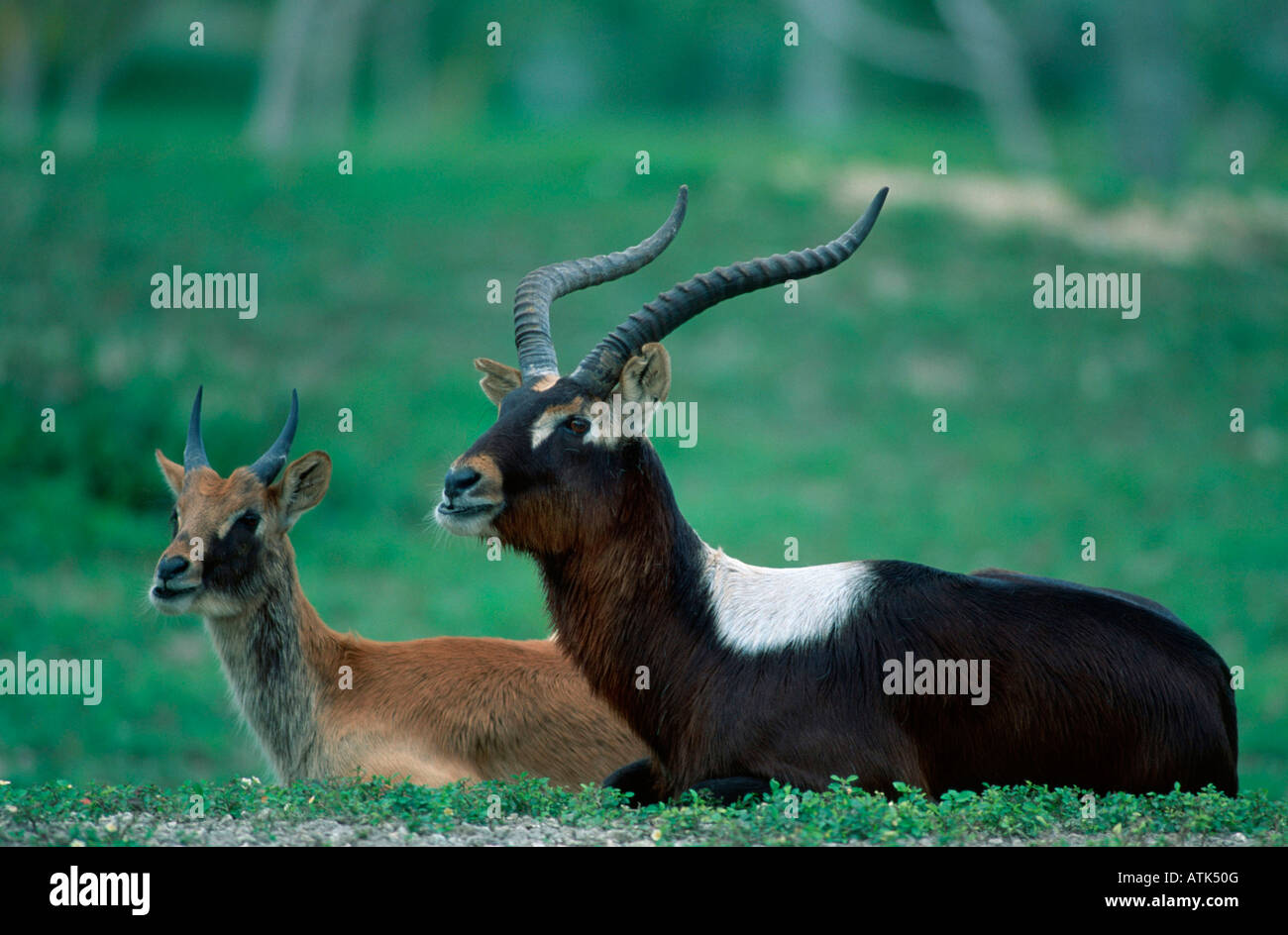 Nilo Lechwe / / Nil-Lechwe Weissnacken-Moorantilope Foto de stock