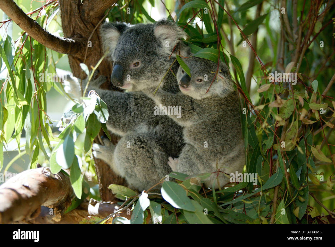 Koala Foto de stock