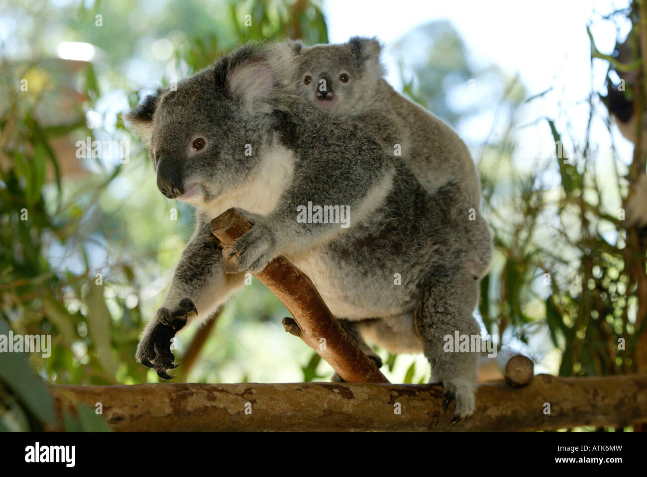 Koala Foto de stock