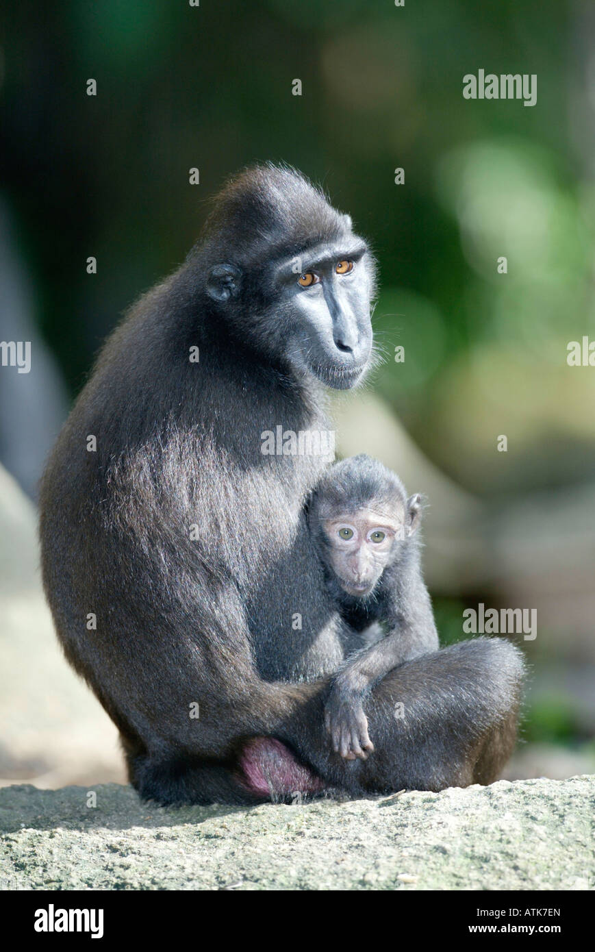 El macaco negro crestado Sulawesi / Celebes Ape / Schopfmakak Foto de stock