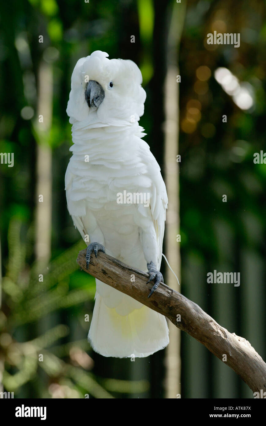 Cacatúa blanca / Weisshaubenkakadu Foto de stock