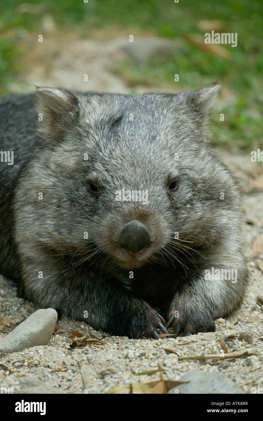 Wombat común / Coarse-haired Wombat / Nacktnasenwombat Foto de stock