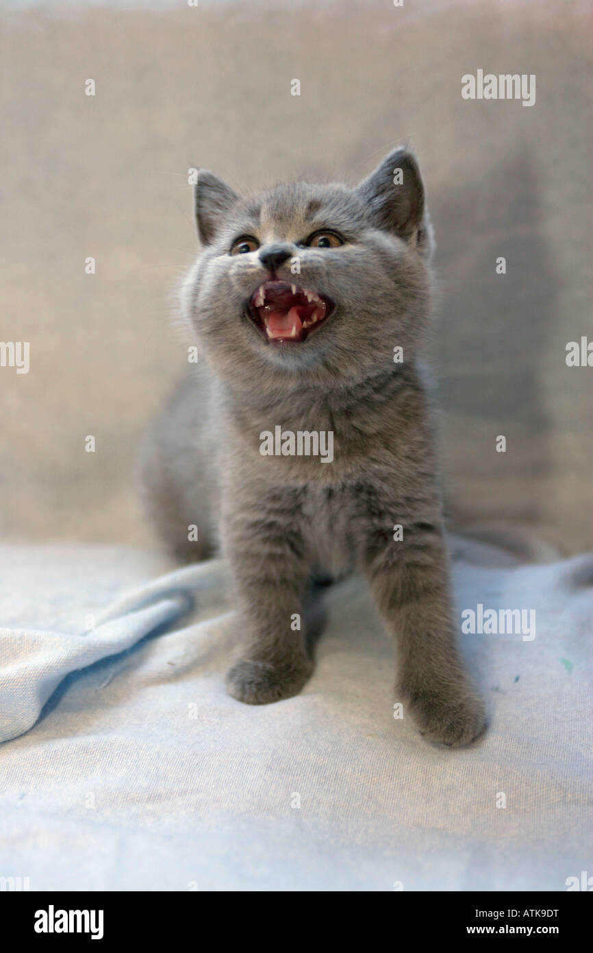 British Shorthair cat. Foto de stock