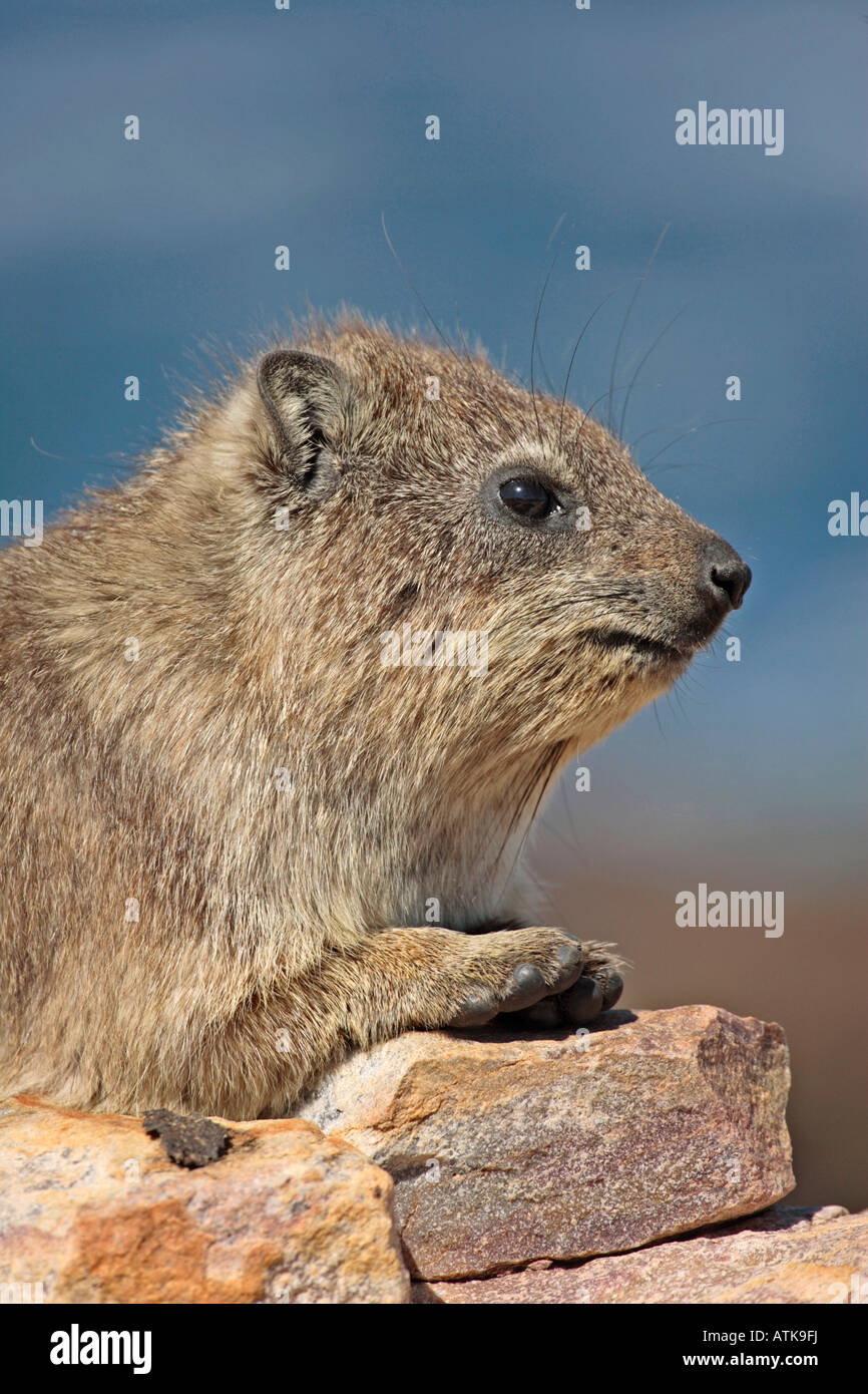 Roca común Hyrax / Rock Dassie Foto de stock