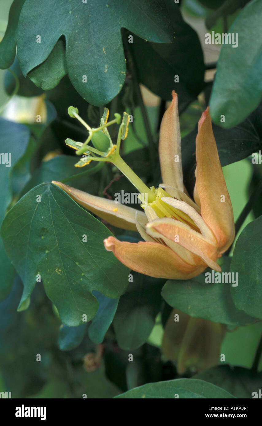 La pasión de la Flor de vid Foto de stock