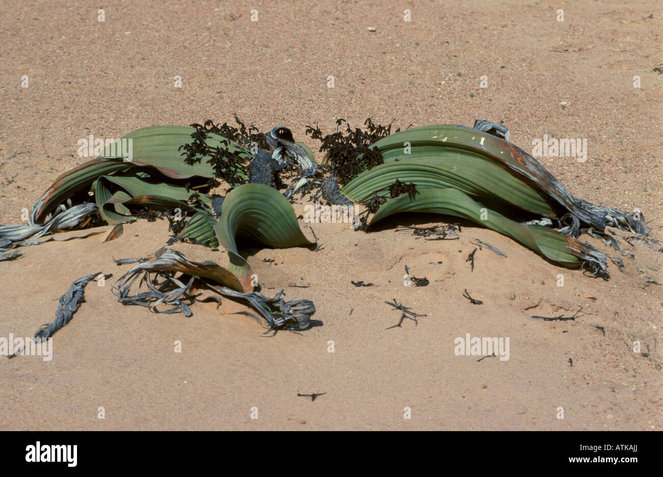Welwitschia Foto de stock