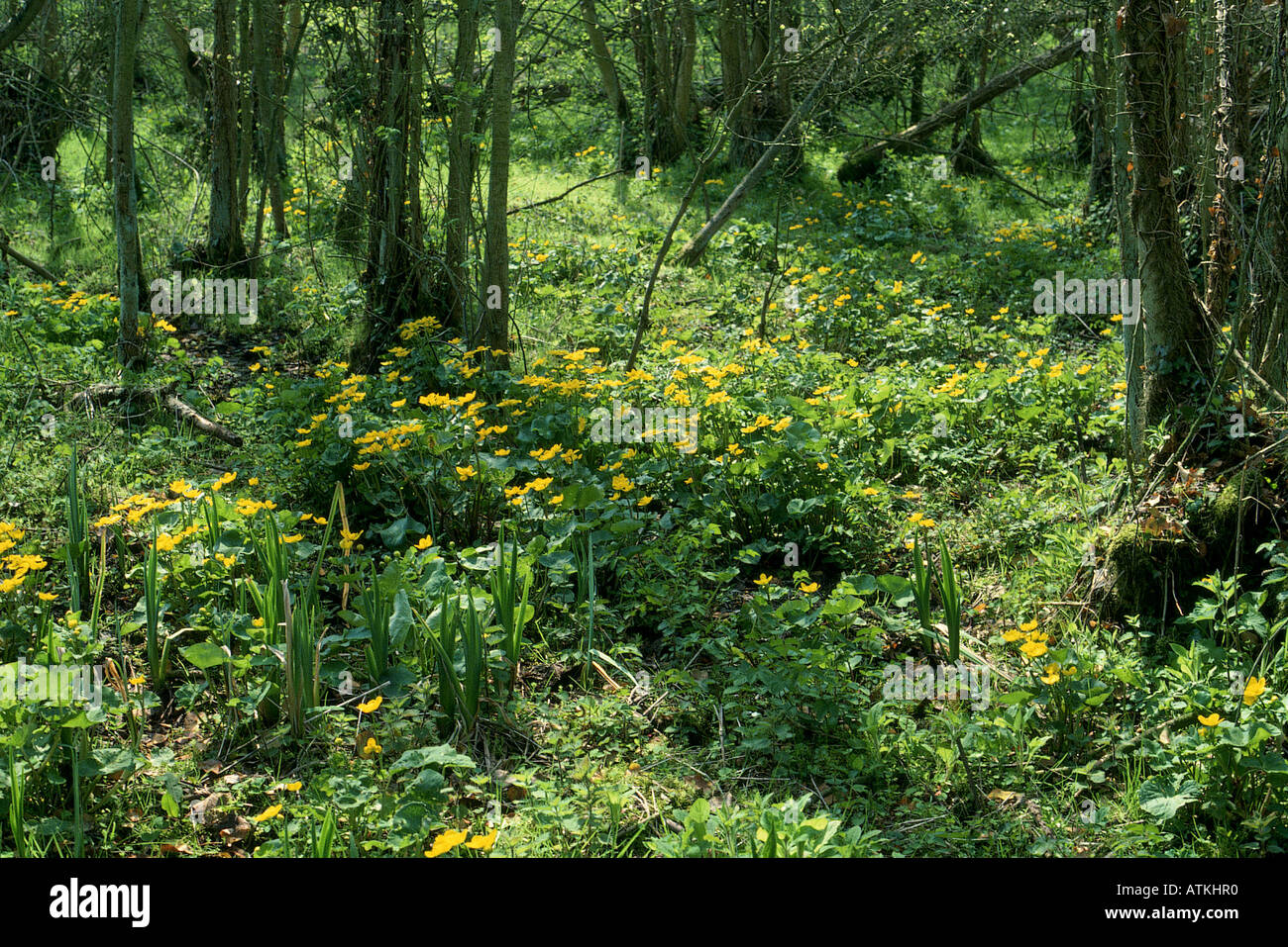 WORDSWORTH S Narcisos en un bosque al lado de Ullswater en el Lake District inglés donde el poeta se inspiró para escribir su famoso p Foto de stock