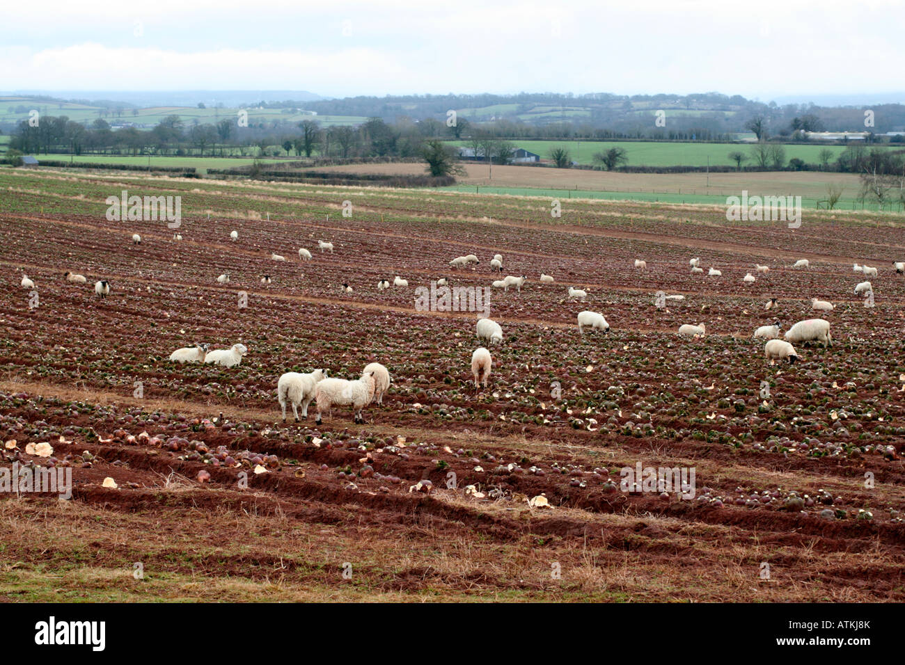 Pastoreo de ovejas en invierno mantenga sueco cerca de Tiverton, Devon, Reino Unido Foto de stock
