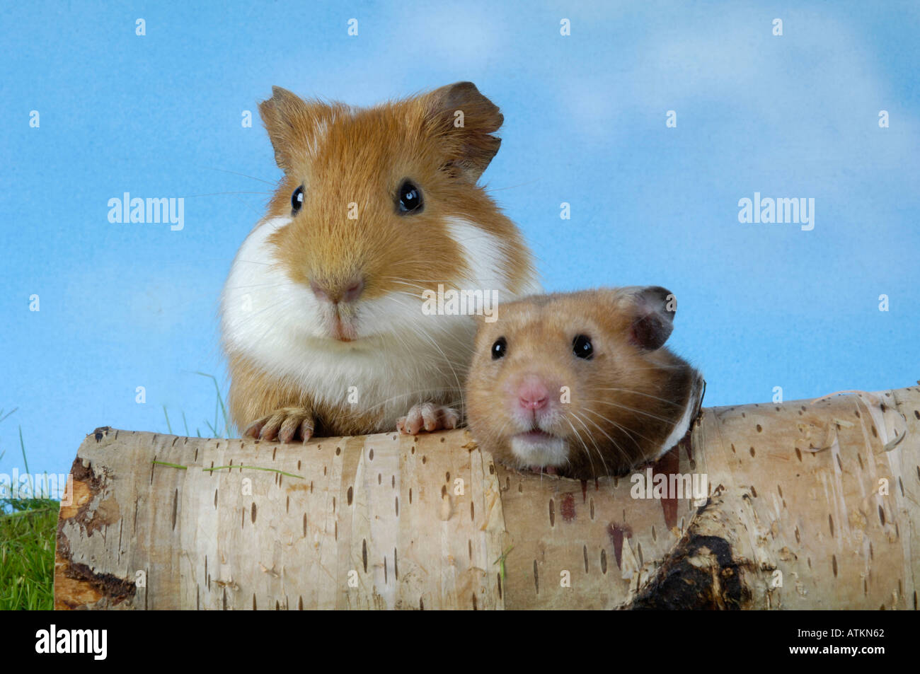 Hamster guinea pigs fotografías e imágenes de alta resolución Alamy