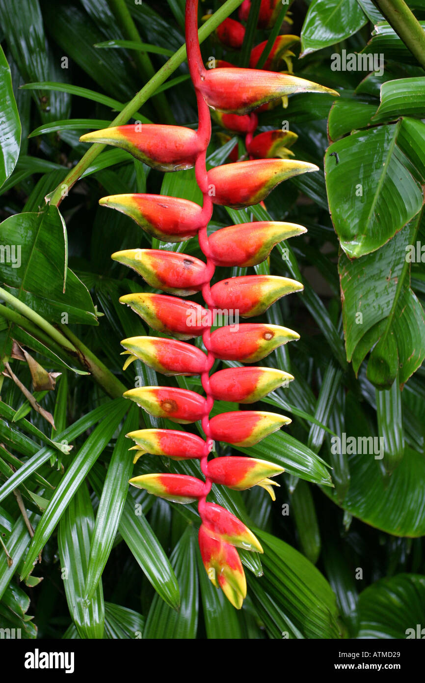 Flores rojas tropicales fotografías e imágenes de alta resolución - Alamy