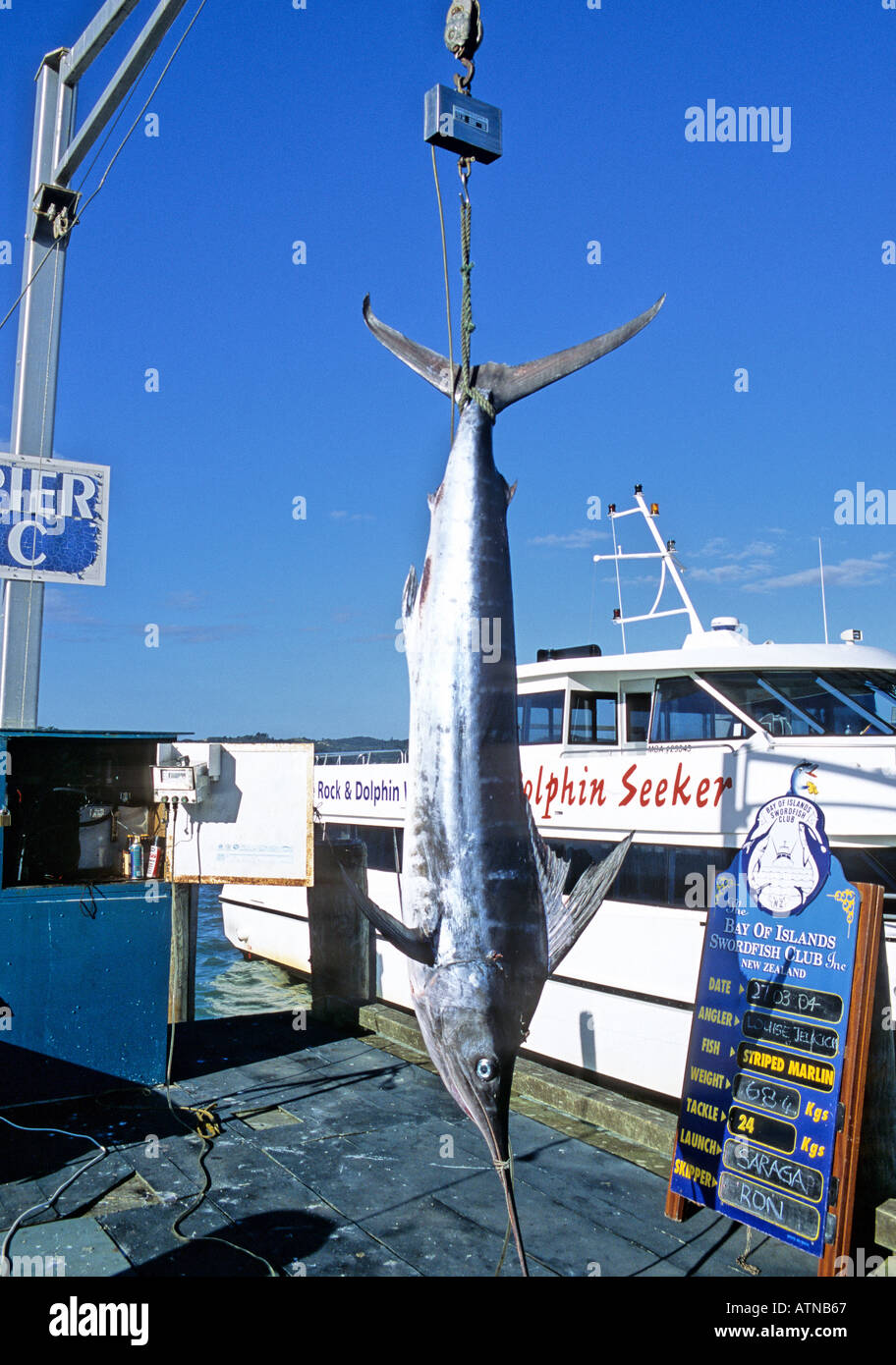 Fisherman's catch cuelga en Paihia en Nueva Zelanda Foto de stock