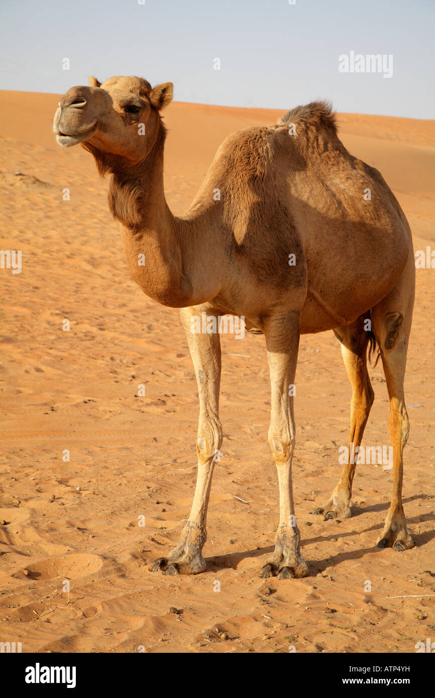 Retrato de camello- Dubai 5 Foto de stock