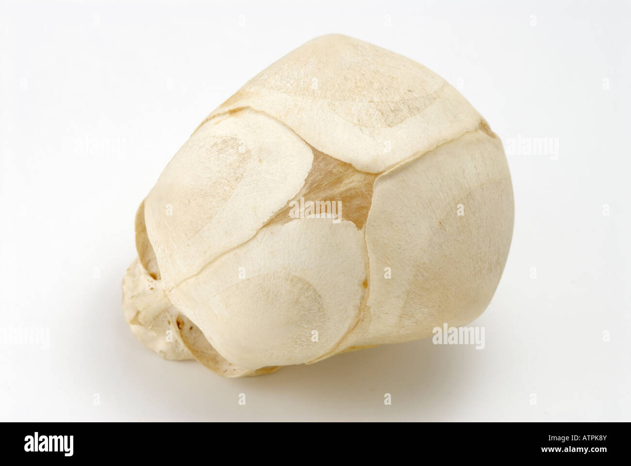 Cráneo de un período completo de 9 mes feto mostrando el anterior punto 'suave' o fontanela Foto de stock