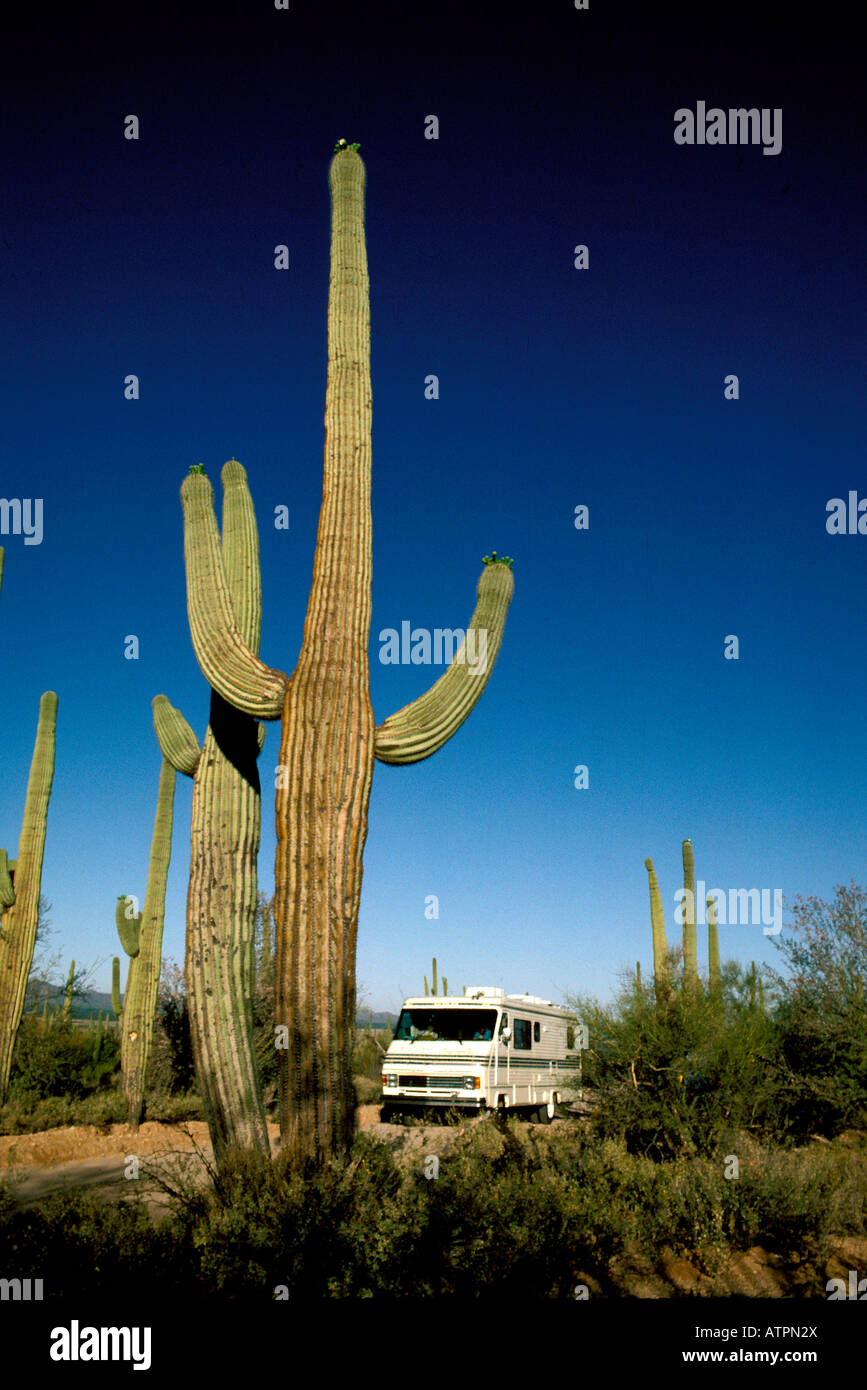RV la vida en el Parque Nacional de Saguaro AZ Arizona Parque Nacional Saguaro cactus terreno desierto de cactus Foto de stock