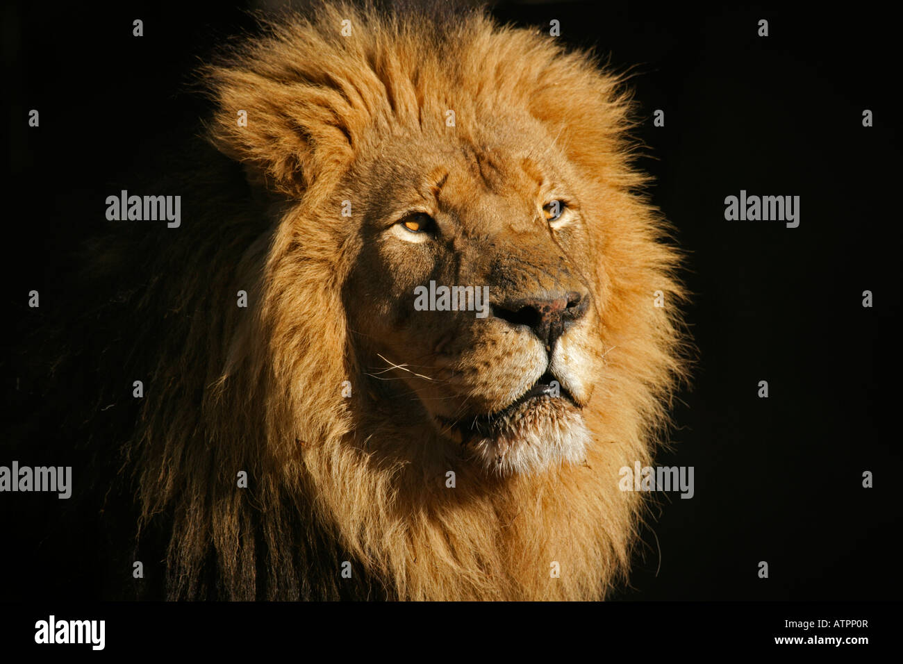 Retrato de un gran macho león africano (Panthera leo), contra un fondo negro, Sudáfrica Foto de stock