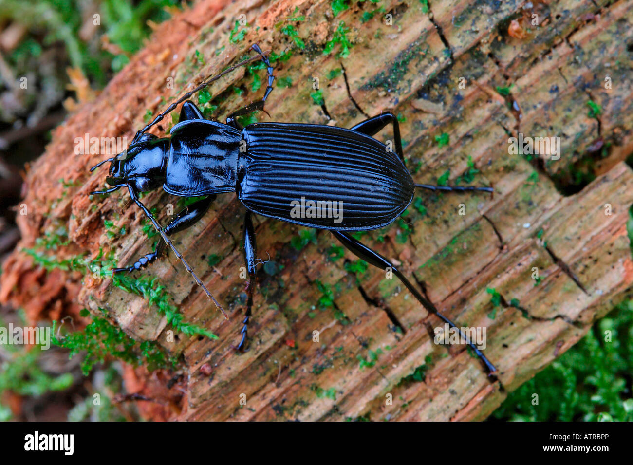 Escarabajo negro Foto de stock