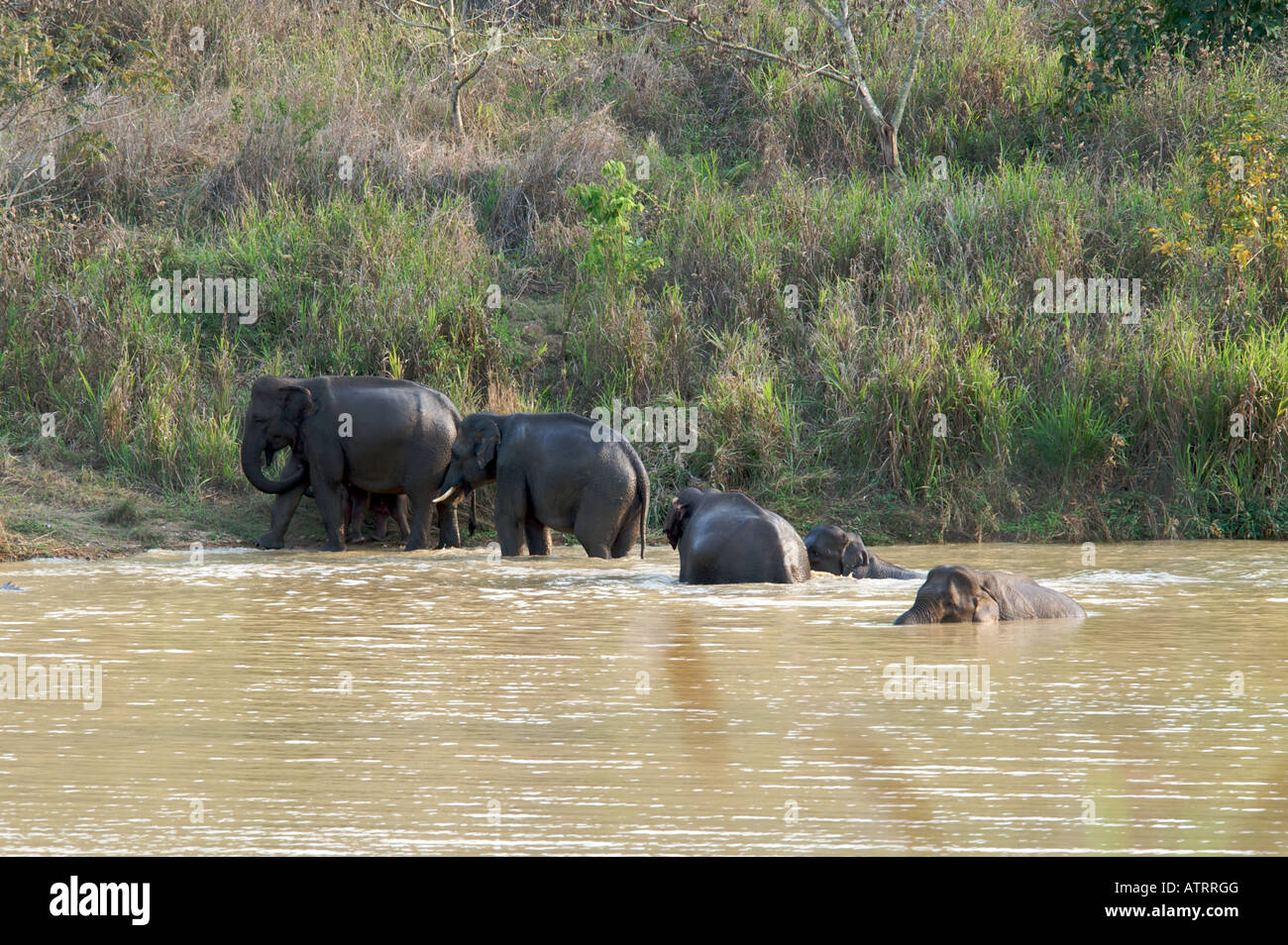Los elefantes asiáticos silvestres Elephas maximus en Kui Buri Tailandia Parque Nacional Foto de stock