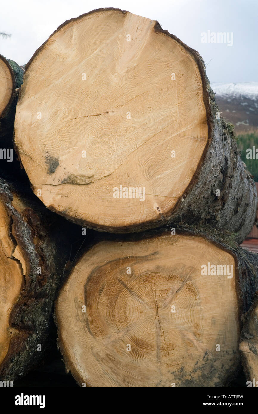 Gran viejo Scottish Tree Logging & Timber Industry  Corte Larch Registros que muestran anillos de árbol y patrones de crecimiento a lo largo del tiempo en Escocia Reino Unido Foto de stock