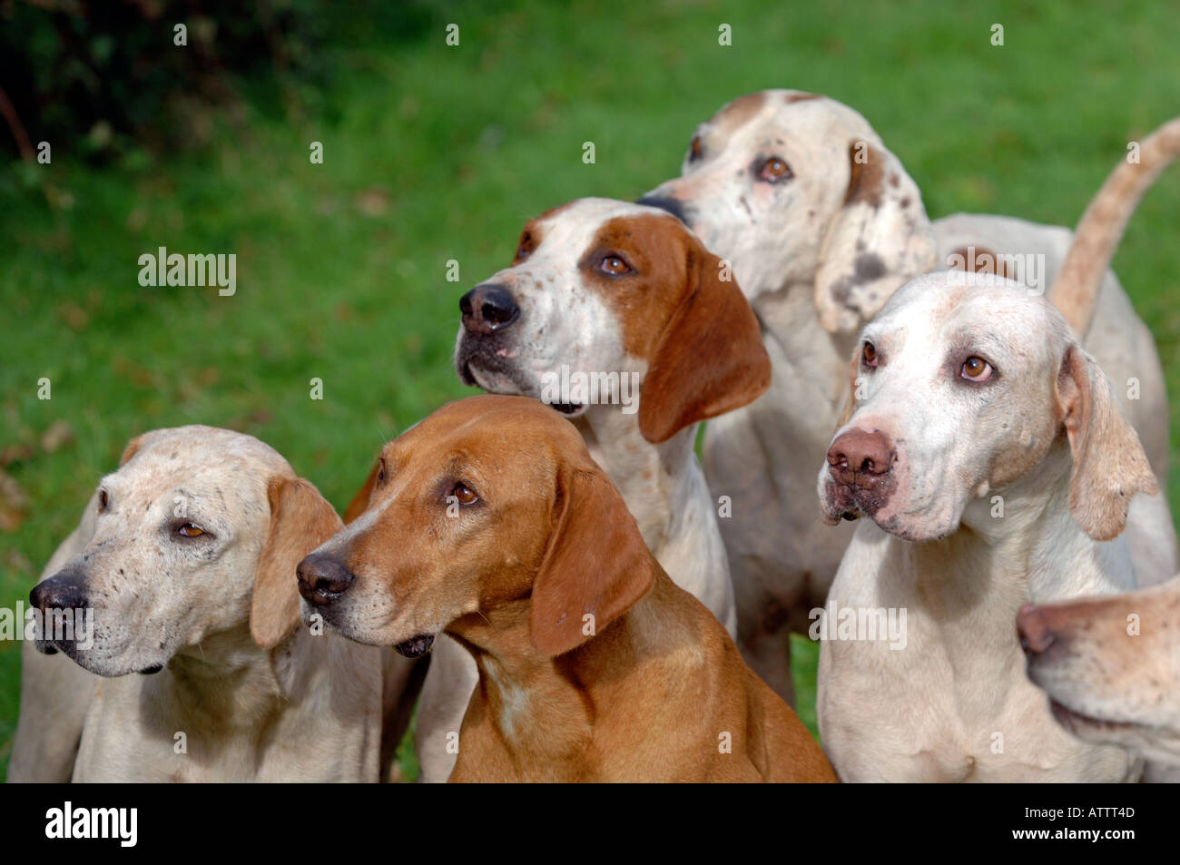 Perro cazador de zorros fotografías e imágenes de alta resolución - Alamy