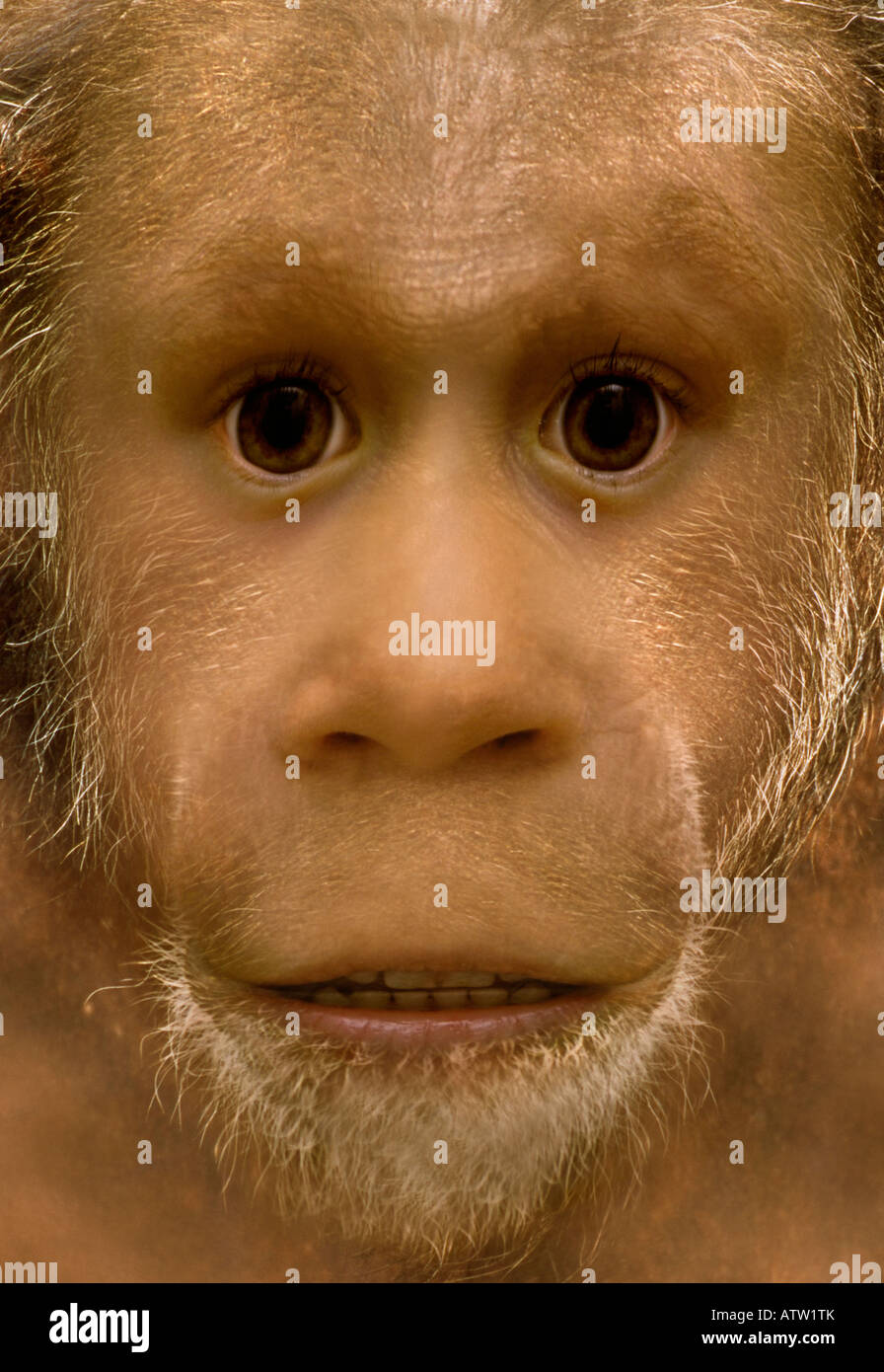Jóvenes Neandertal Homo neanderthalensis u Homo sapiens neanderthalensis Foto de stock