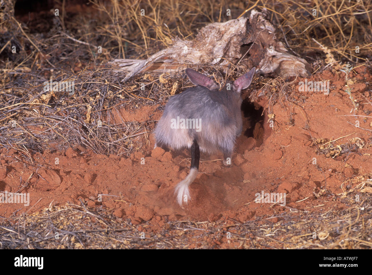 Bilby macrotis lagotis especies amenazadas fotografiado en Queensland Australia Foto de stock