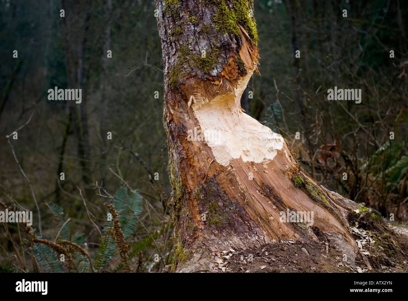 WoodlandLarge mitad del tronco de un árbol carcomido por un castor Foto de stock