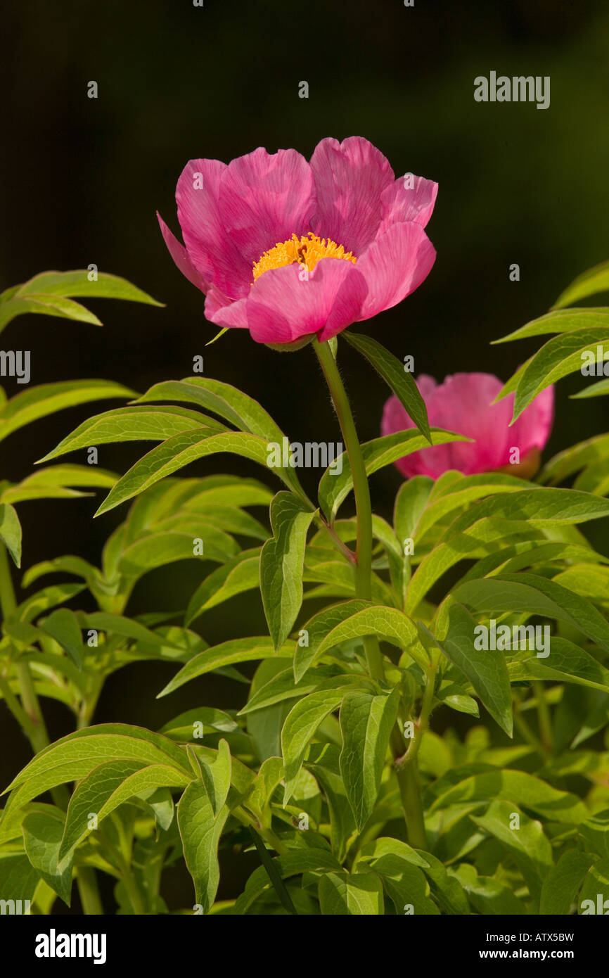 Peonía salvaje fotografías e imágenes de alta resolución - Página 2 - Alamy