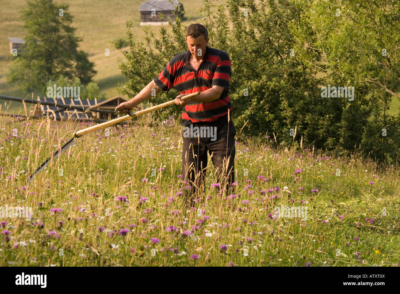 Flores de corte antiguo pastos con una guadaña para heno; en las montañas Piatra Craiulu Rumania Foto de stock