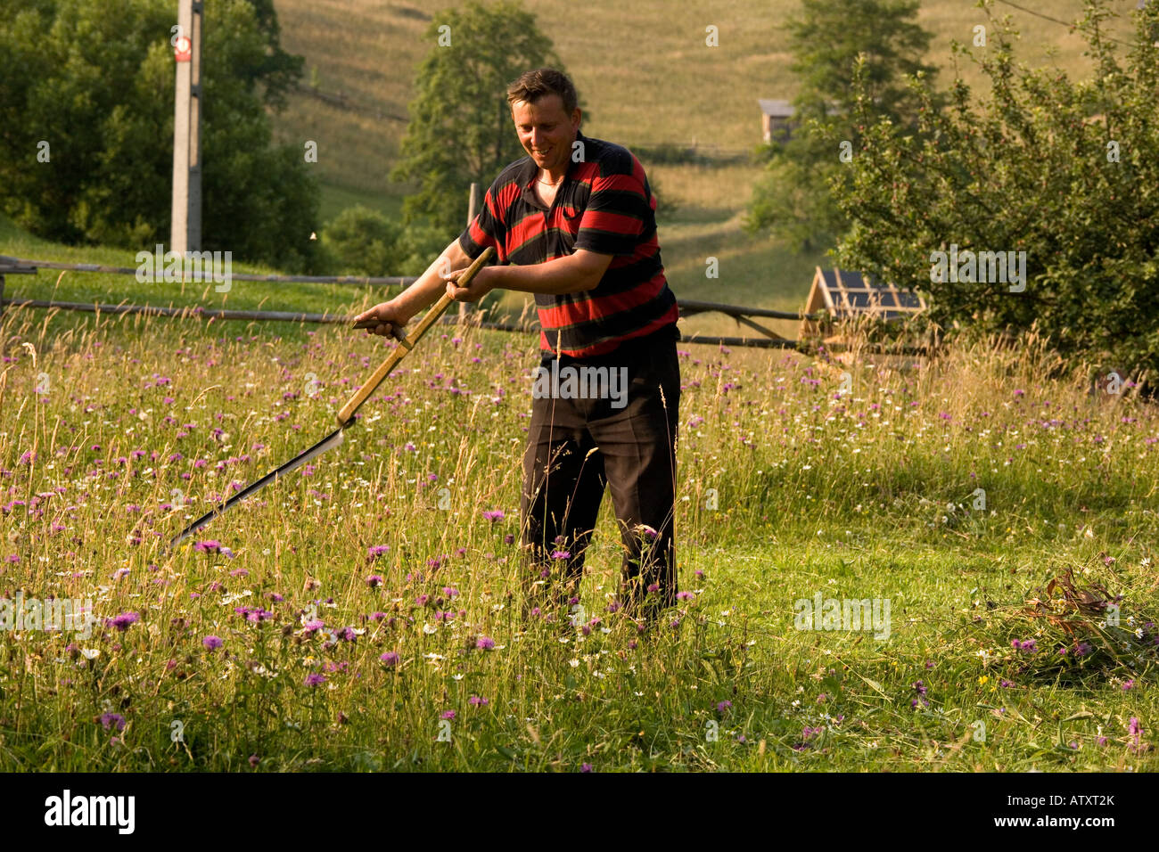 Cortando pastos antiguos floridos con una centella para el heno en Las montañas Piatra Craiulu Rumania Foto de stock