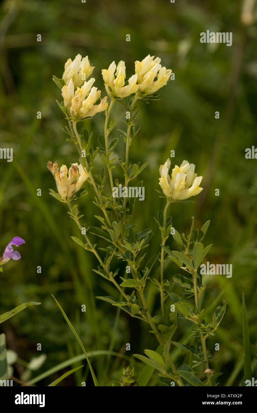 Una leguminosa arbustiva Cytisus albus Rumania Foto de stock