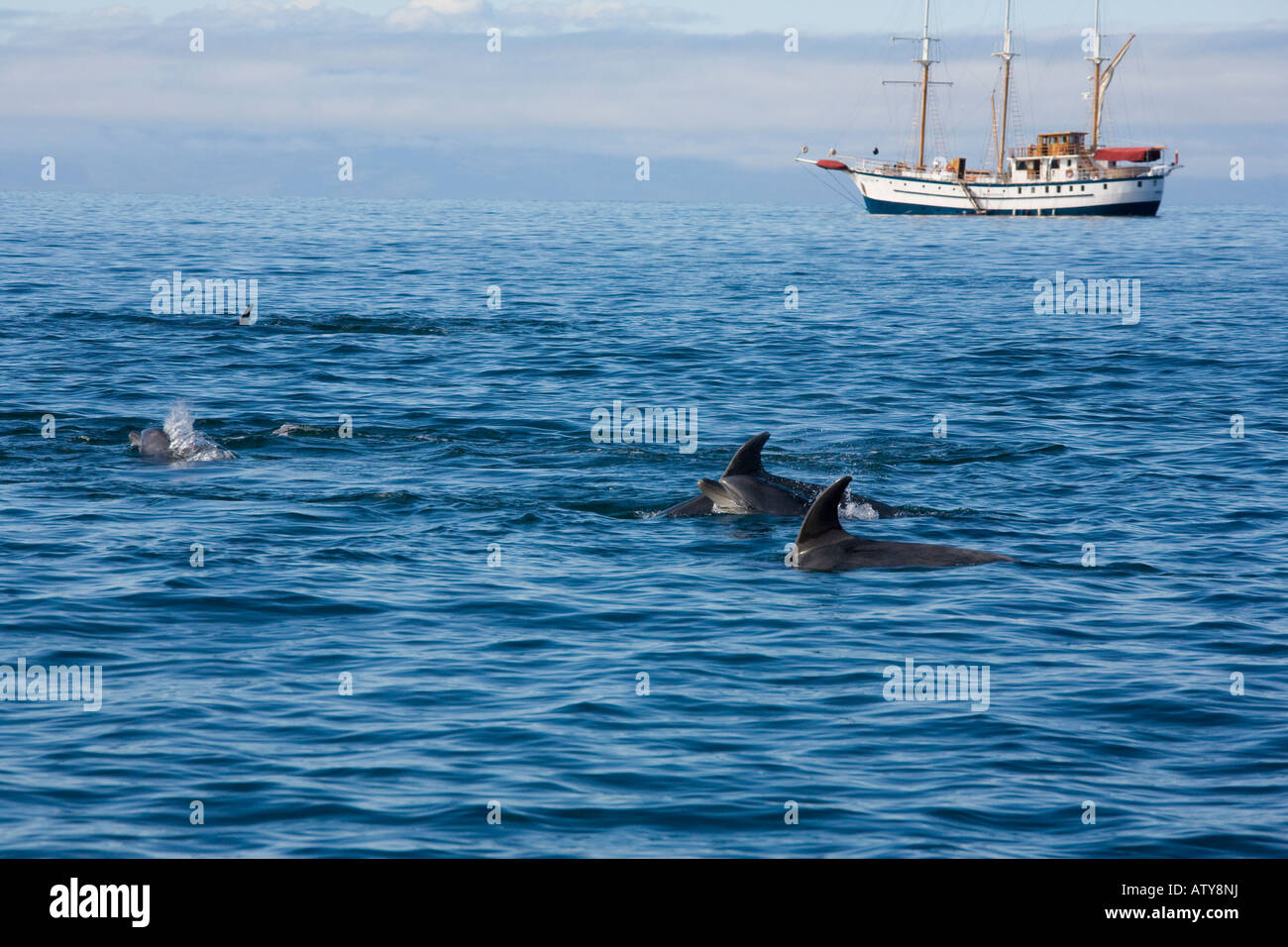 Delfines nariz de botella Tursiops truncatus en el grupo con barco Sagitta más allá de Galápagos Foto de stock