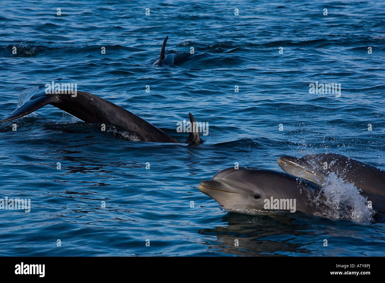 Delfines nariz de botella, Tursiops truncatus, en grupo Foto de stock