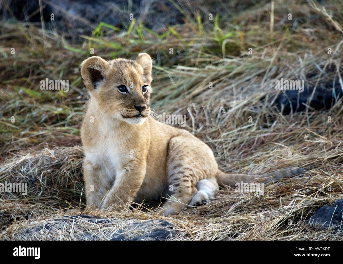 Cachorro de león (Panthera leo) Foto de stock