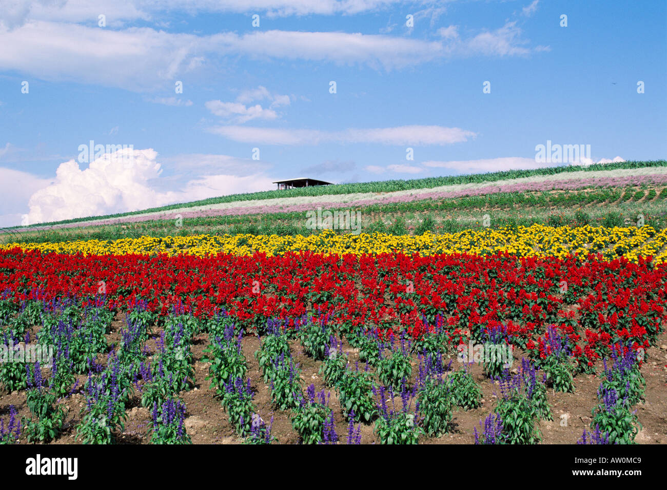 Los campos de flores coloridas, Furano, Hokkaido, Japón Fotografía de stock  - Alamy