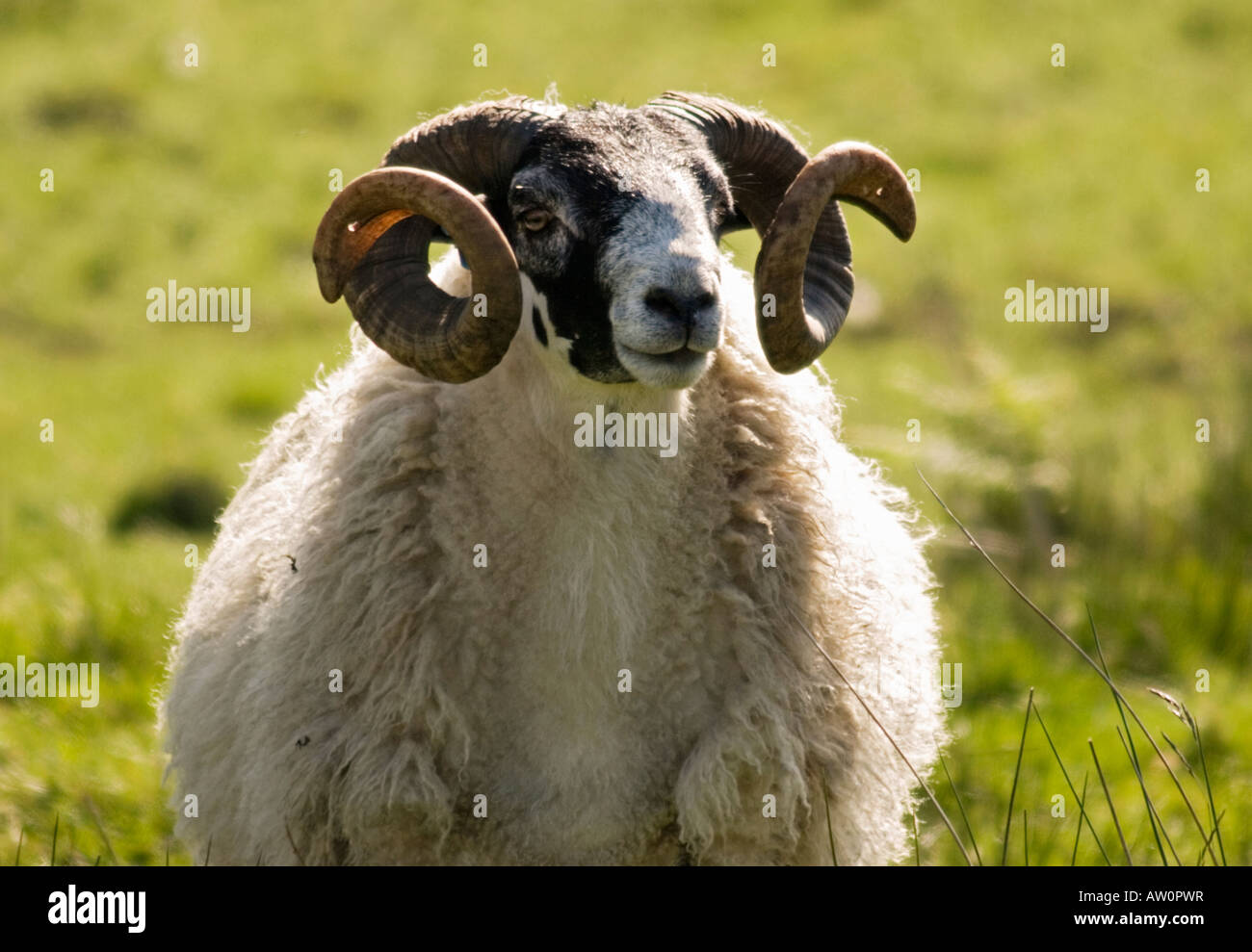 Ram ovejas en campo,Escocia,UK Foto de stock