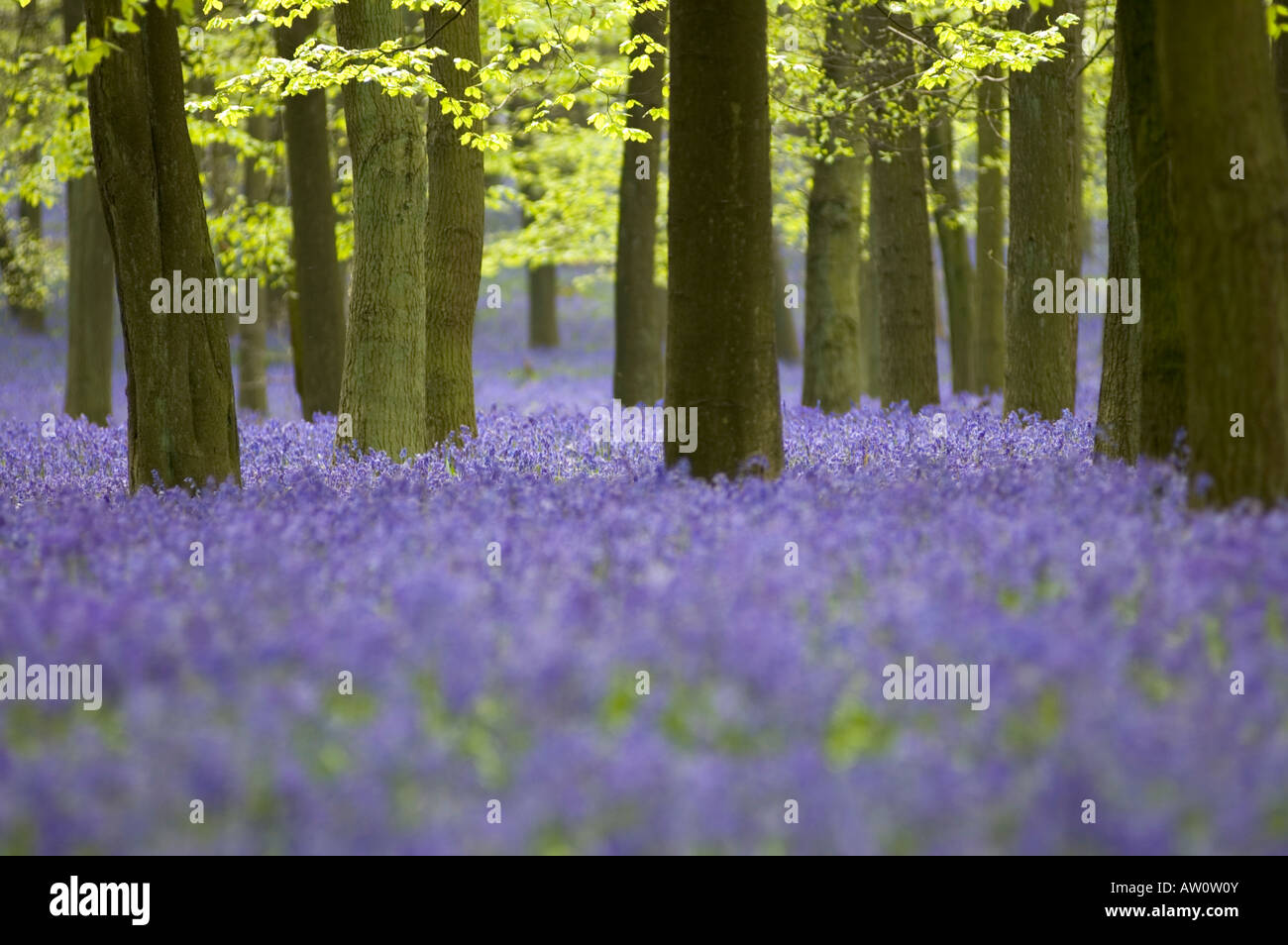 Inglés bluebell madera perfumadas en primavera, Chiltern, Reino Unido. Foto de stock