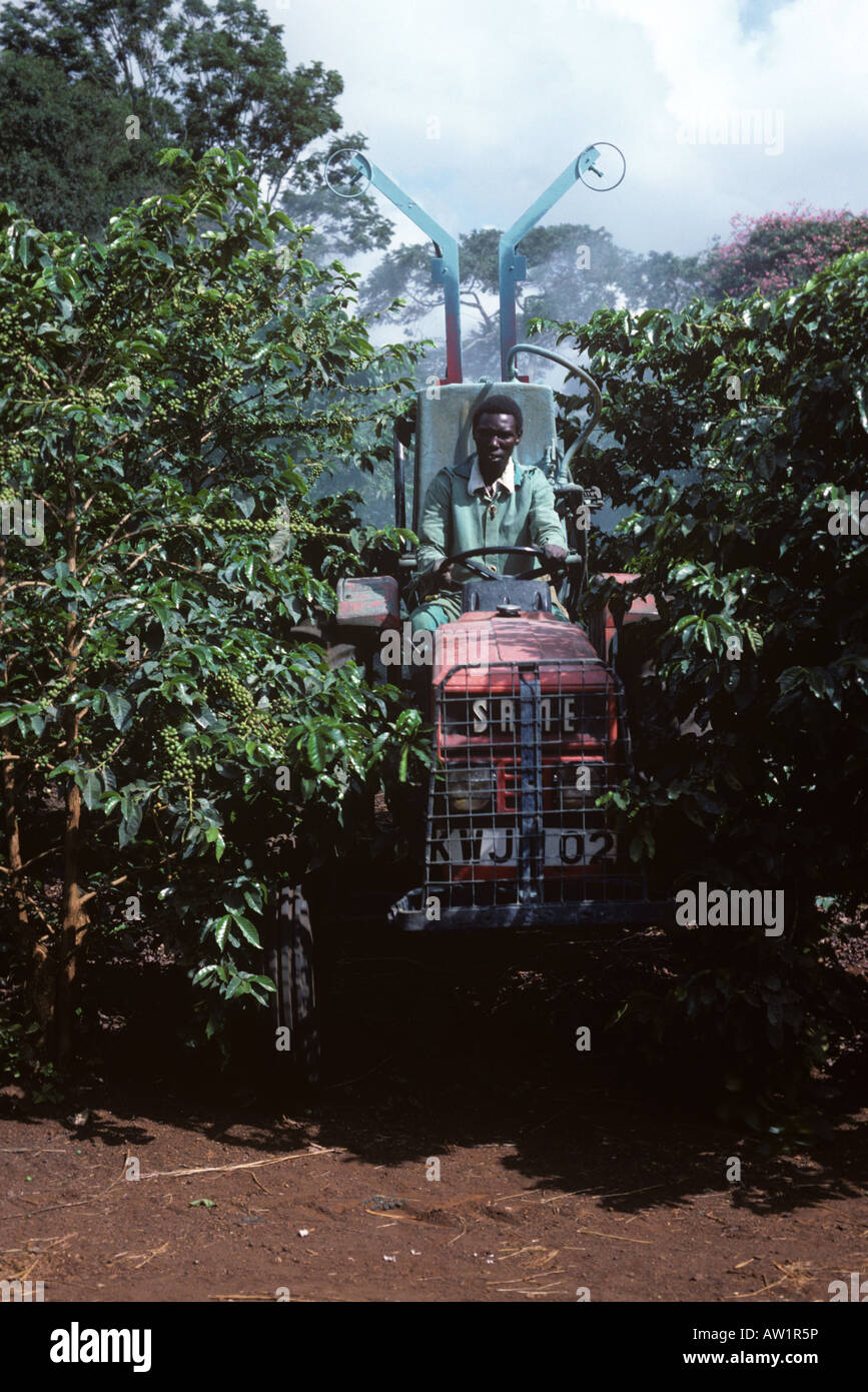 Granja trabajó con ninguna ropa protectora pulverizando los arbustos de café con un ventilador de vapor montada en el tractor Foto de stock