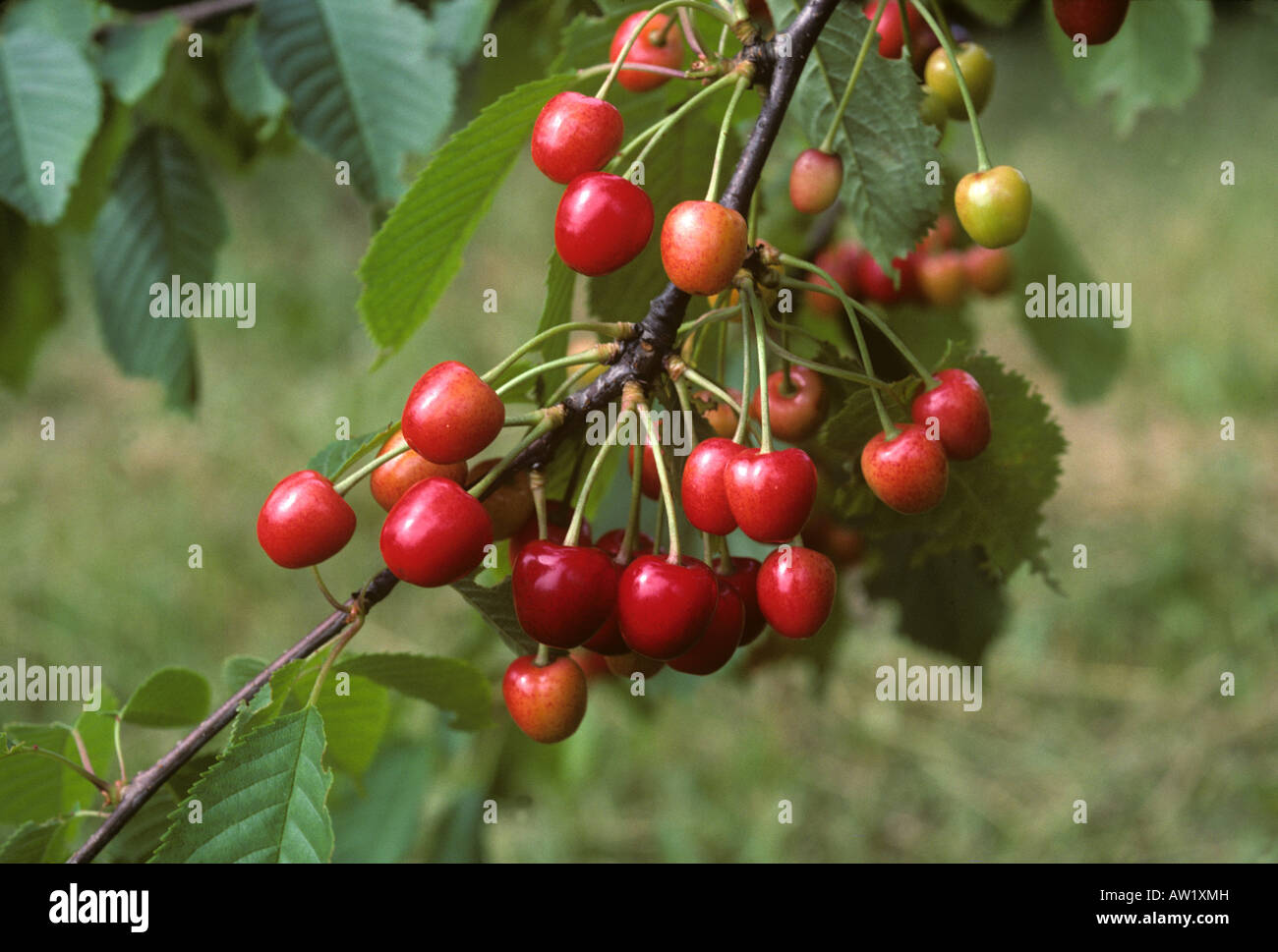 Las cerezas maduras en el árbol, Alemania Foto de stock