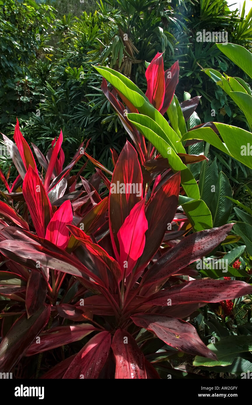 La amplia espada como hojas de color carmín de la Cordyline Terminalis planta en los jardines botánicos, St Vincent. Foto de stock