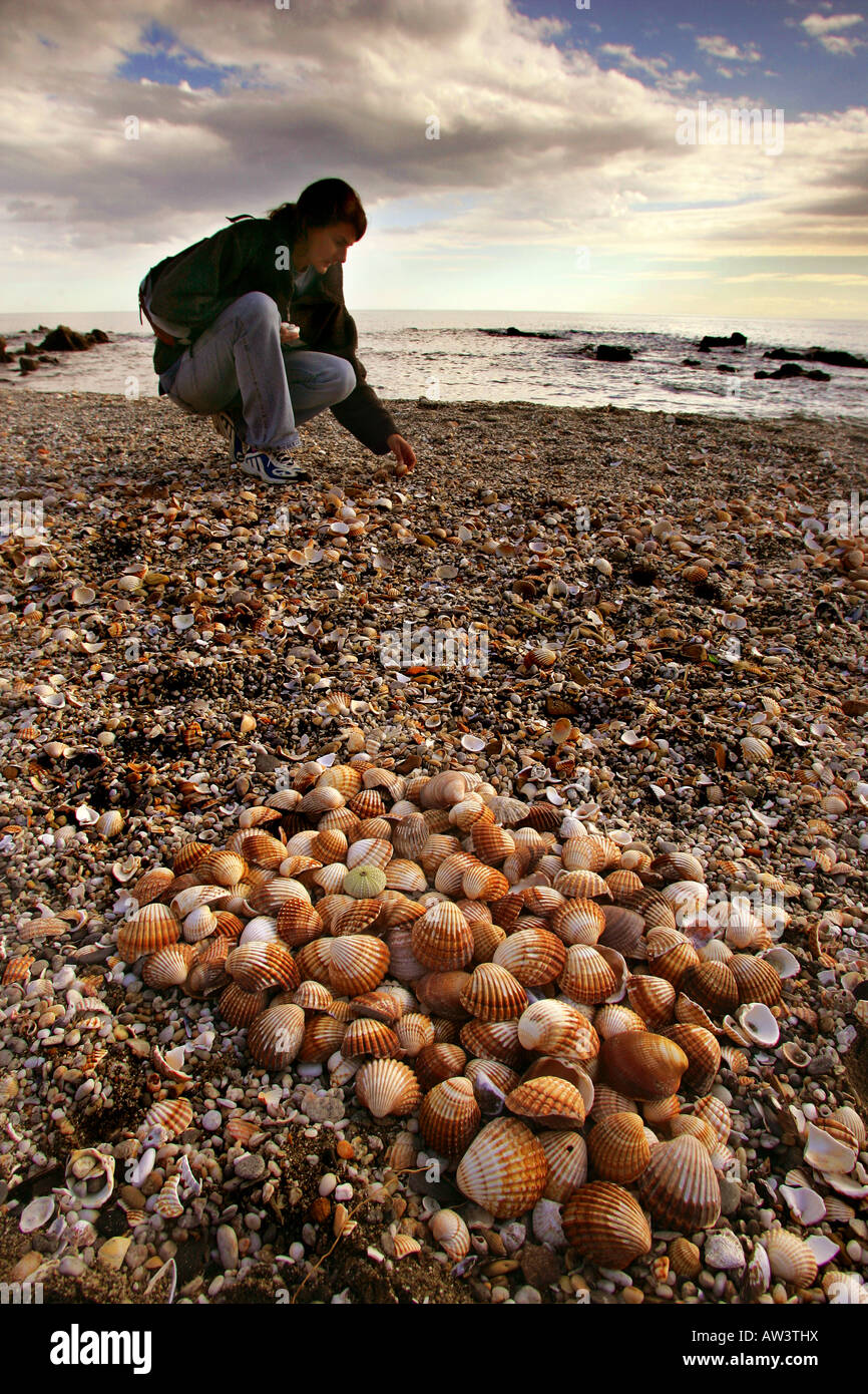 Mar conchas recolectadas en el mediteranneo en España Foto de stock