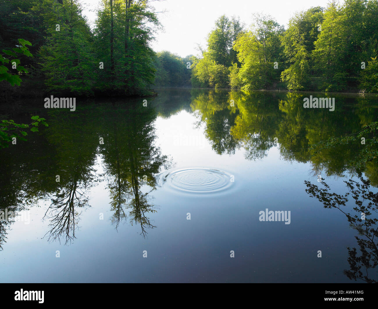 Riddle sobre un lago. Foto de stock