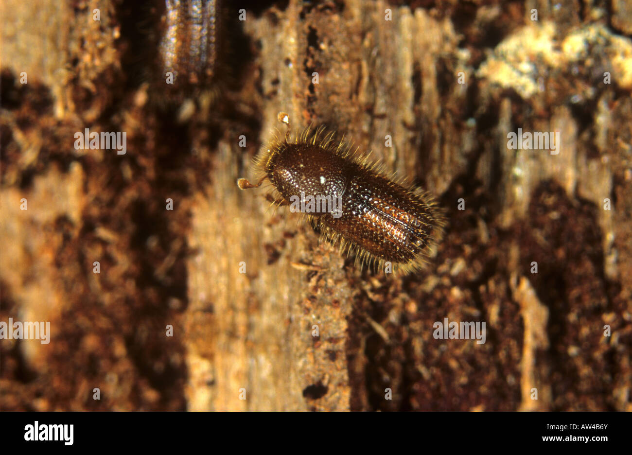 Aburrido de madera de especies de escarabajos Scolytidae en madera dañado Foto de stock