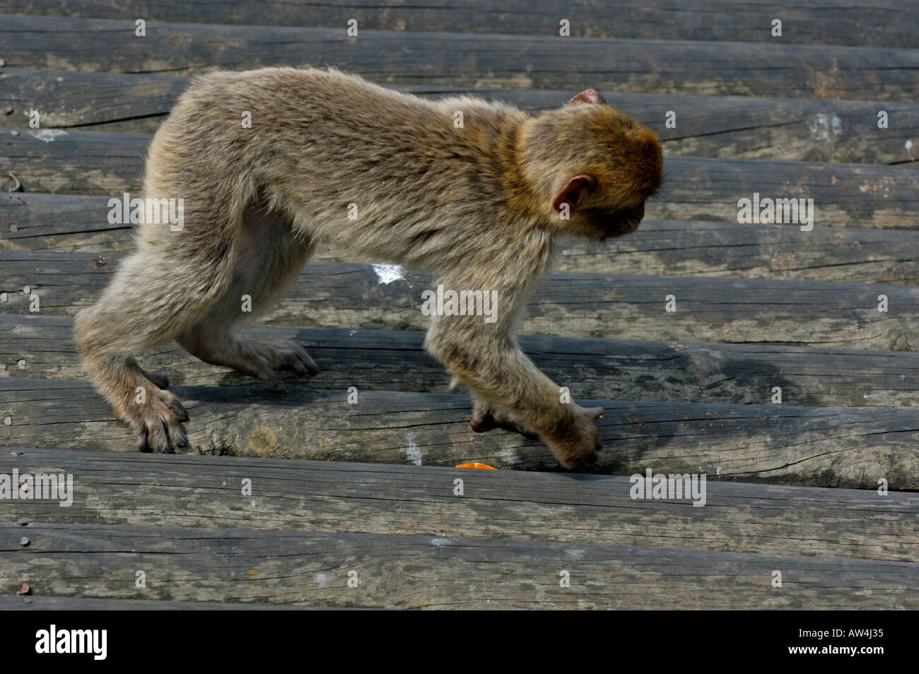 Una roca de Gibraltar Ape mono en Upper Rock Foto de stock