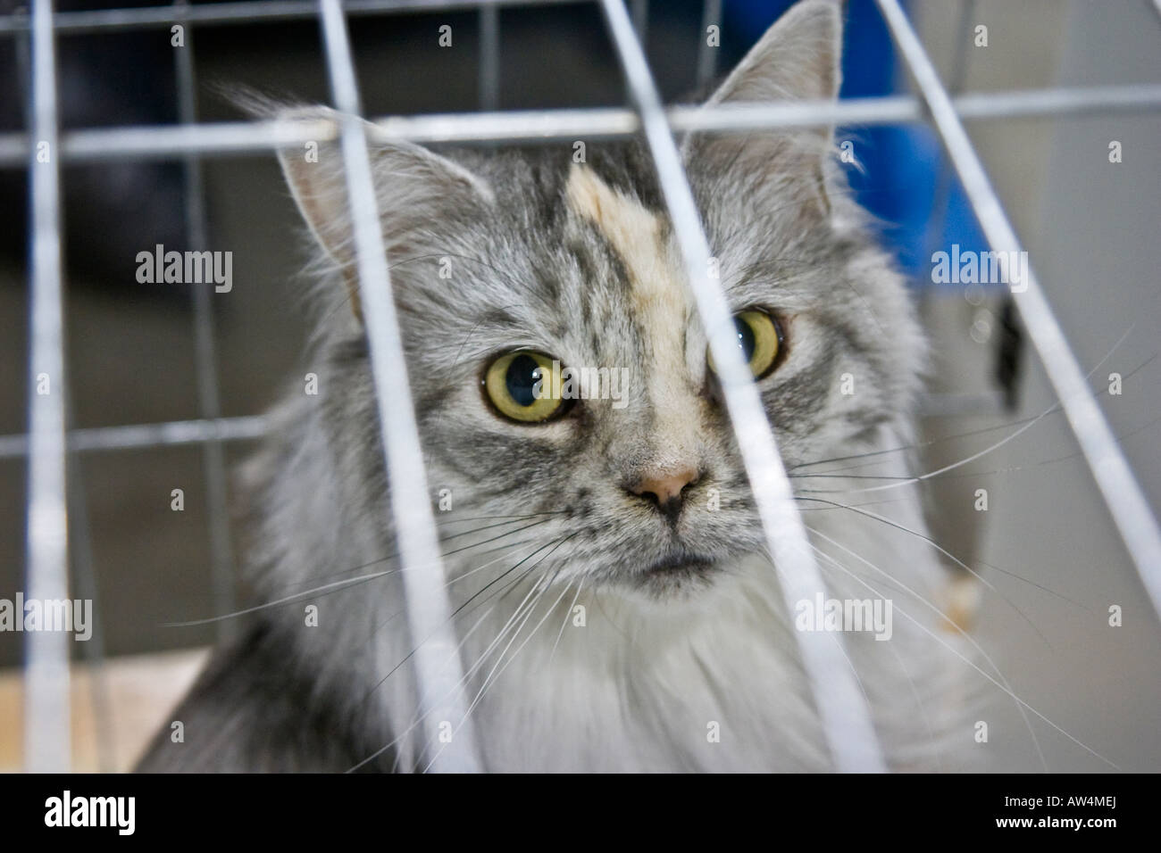 Gato en una jaula jaula cat mostrar Foto de stock