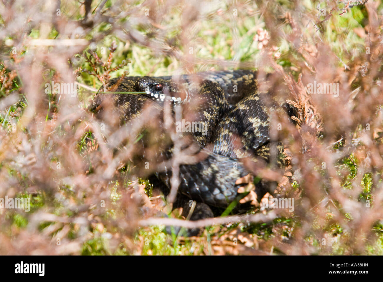 Serpiente, Vipera berus, Peak District, Derbyshire, Reino Unido. Foto de stock