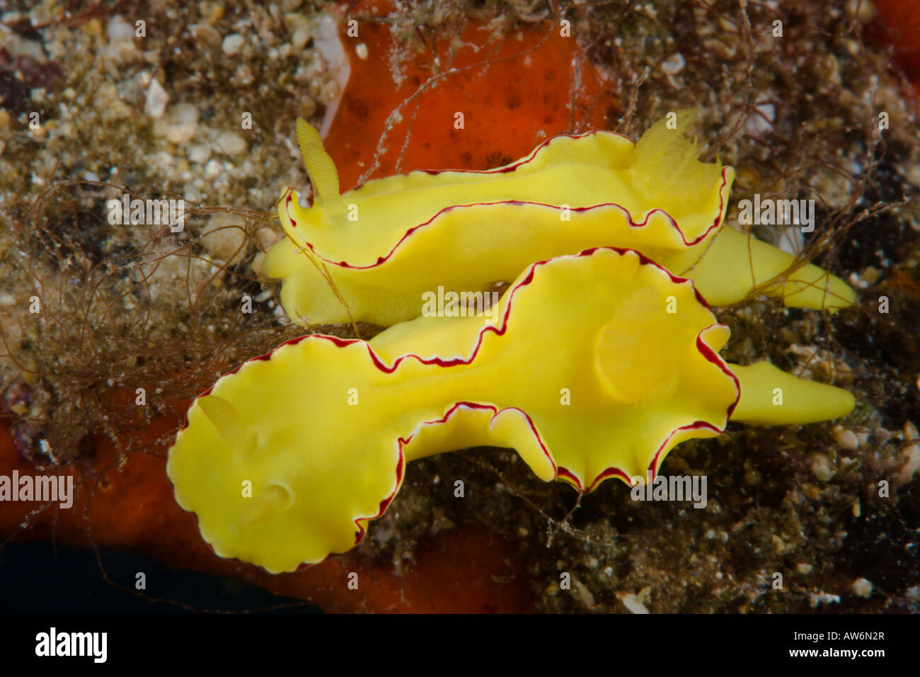 Un par de nudibranch, Noumea flava, 15mm de longitud, Hawai. Foto de stock
