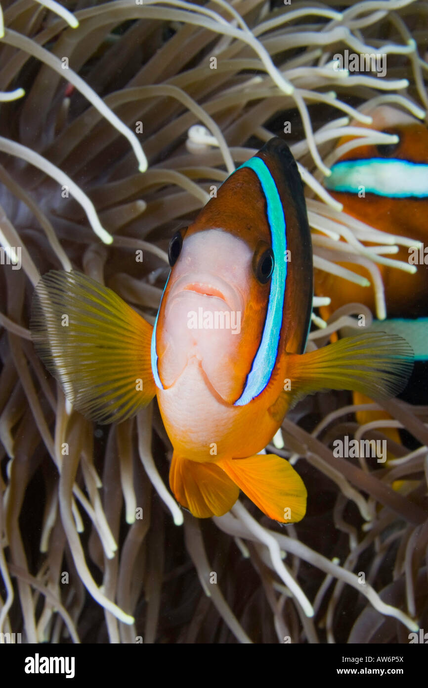 Clark's anemonefish, Amphiprion clarkii, anémonas, Indonesia. Foto de stock