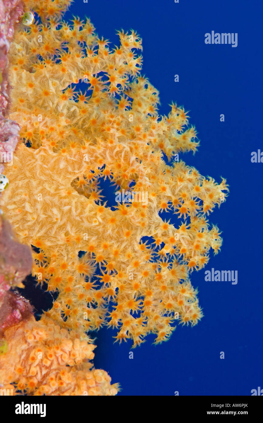 Alcyonarian coral, Dendronephthya sp, fuera de la pared de coral del sur, la isla de Yap, Micronesia. Foto de stock