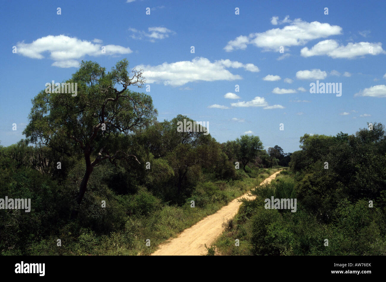 Una vista del bosque en el Chaco de transición Foto de stock